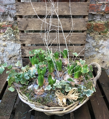 Christmas hyacinth basket