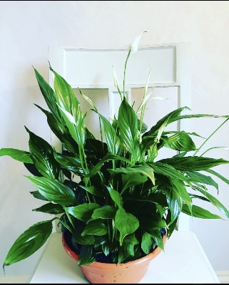 Peace Lily ( Spathiphyllum)