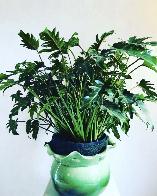 Philodendron Zanada