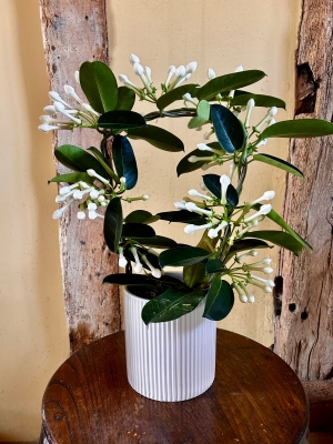 Stephanotis plant
