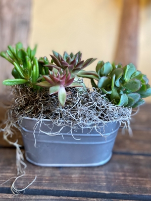 Succulent Trio