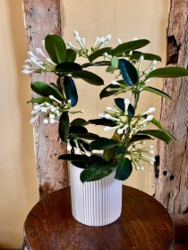 Stephanotis plant