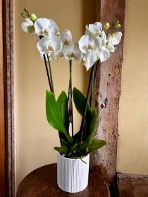 White Orchid in Pot